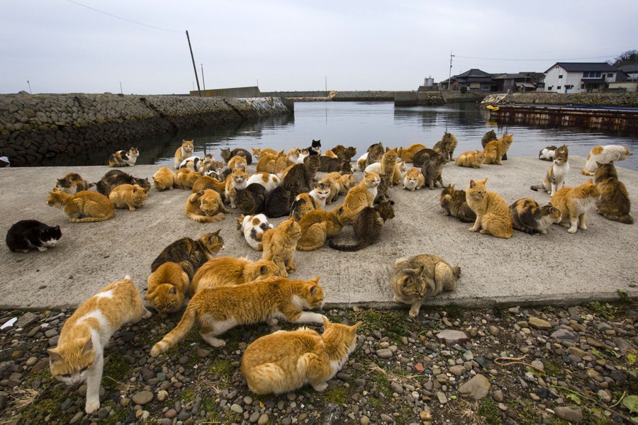 Aoshima, a Japanese 'Cat Island'In Aoshima more than a hundred cats  prowl the island, curling up in abandoned hous…