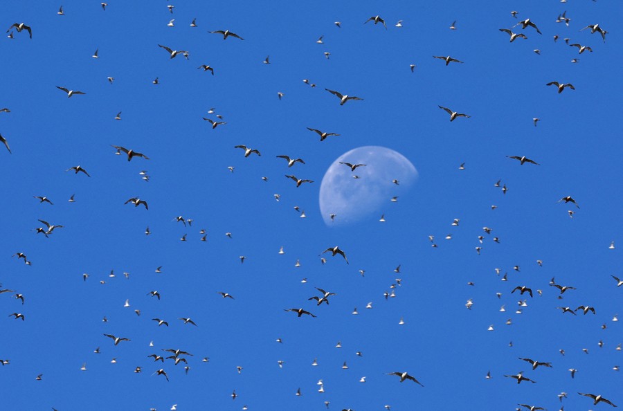 Dozens of gulls fly in a blue sky, with a half moon in the distance.