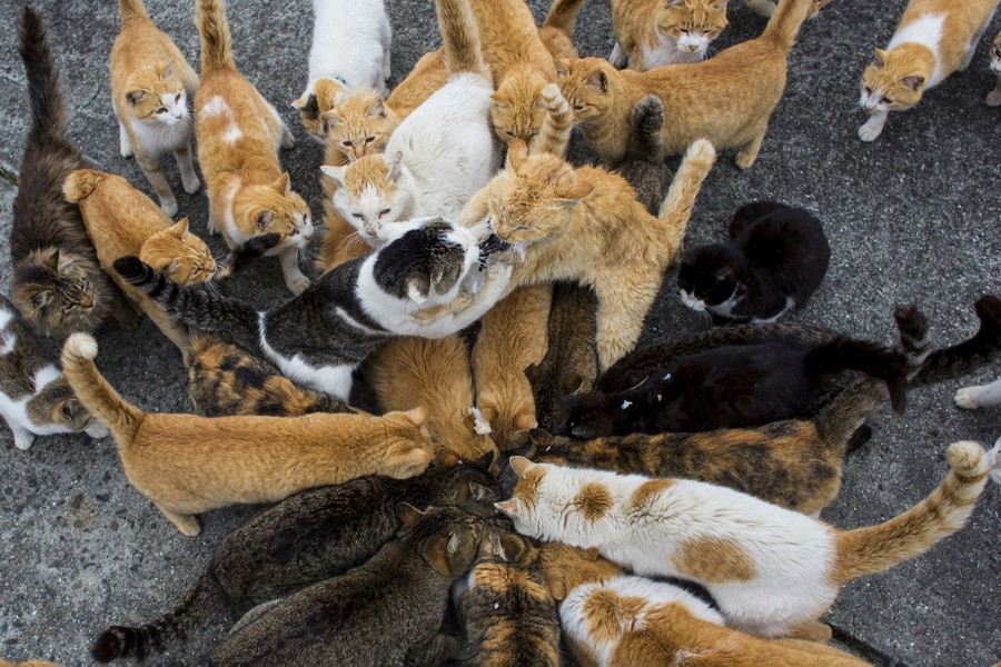 Aoshima, a Japanese 'Cat Island'In Aoshima more than a hundred cats  prowl the island, curling up in abandoned hous…