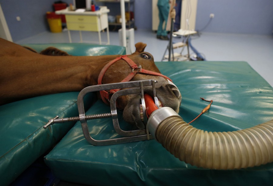 The Weird Logistics of Horse Surgery The Atlantic