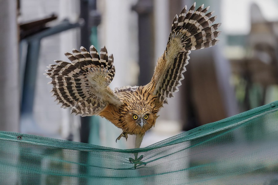 A fish owl steps on netting with its wings out.