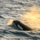 An Orca whale emerges from the water