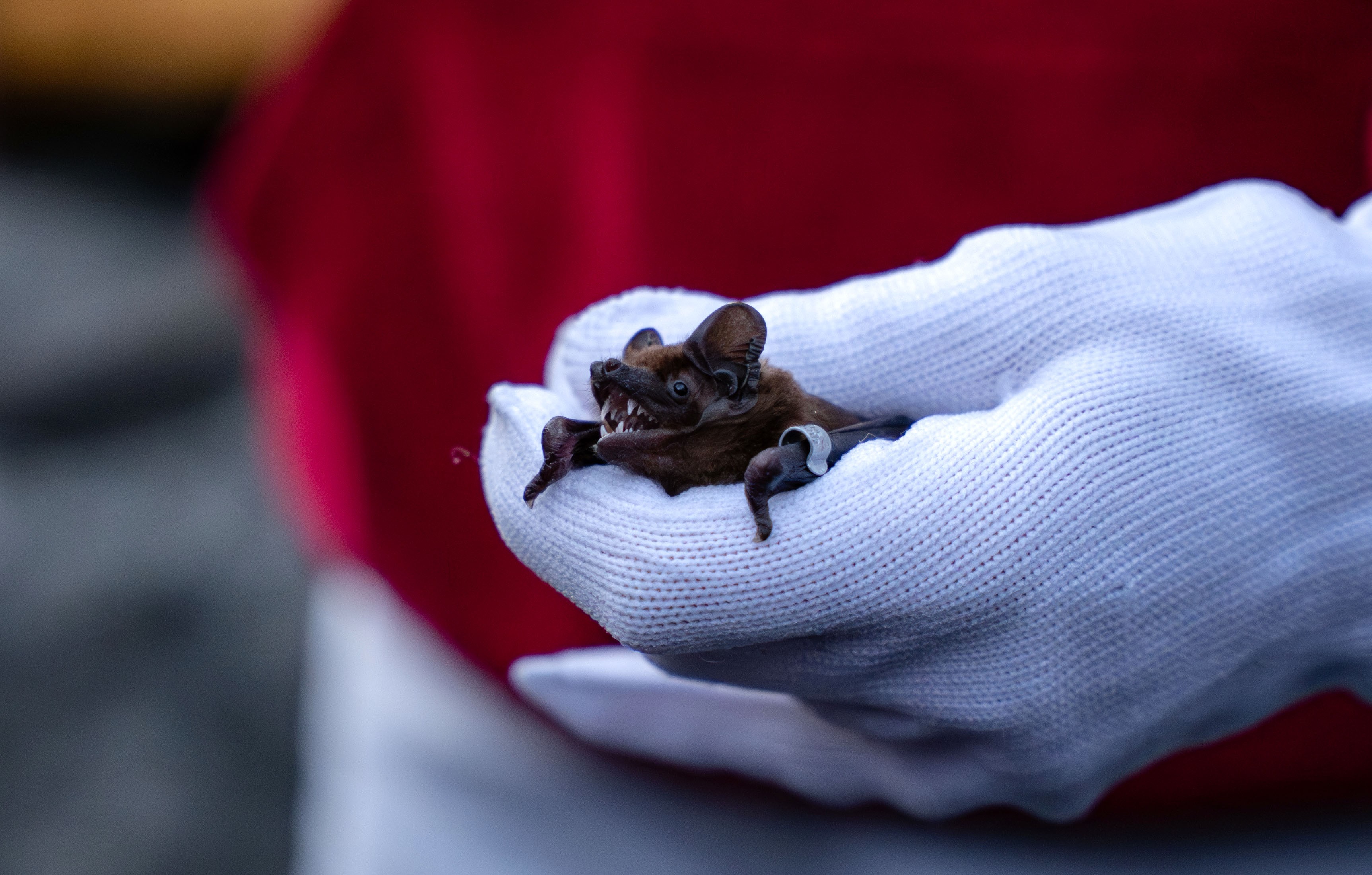 A person holds a small bat in their gloved hand before it is released.