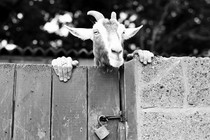 A goat peers over a gate; hands are on the gate on either side of its head, giving the appearance that the goat has human hands.