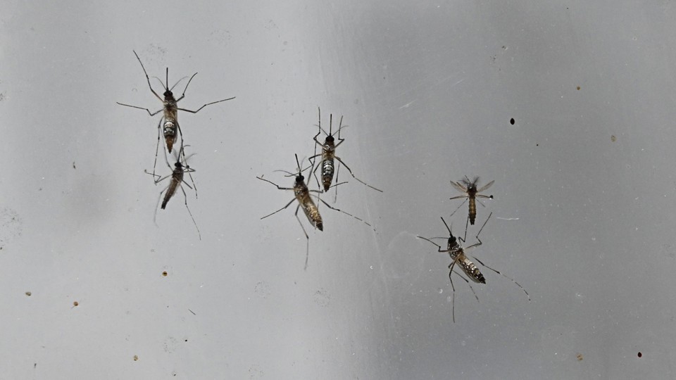 Mosquitoes on glass pane