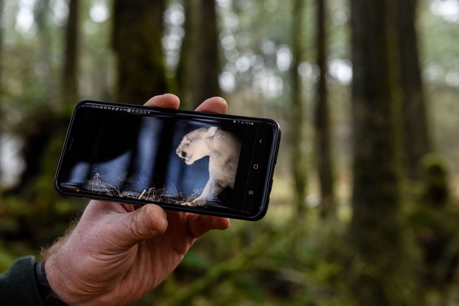 A person in a forest holds up their phone to show a photo of a cougar taken by a trail camera.