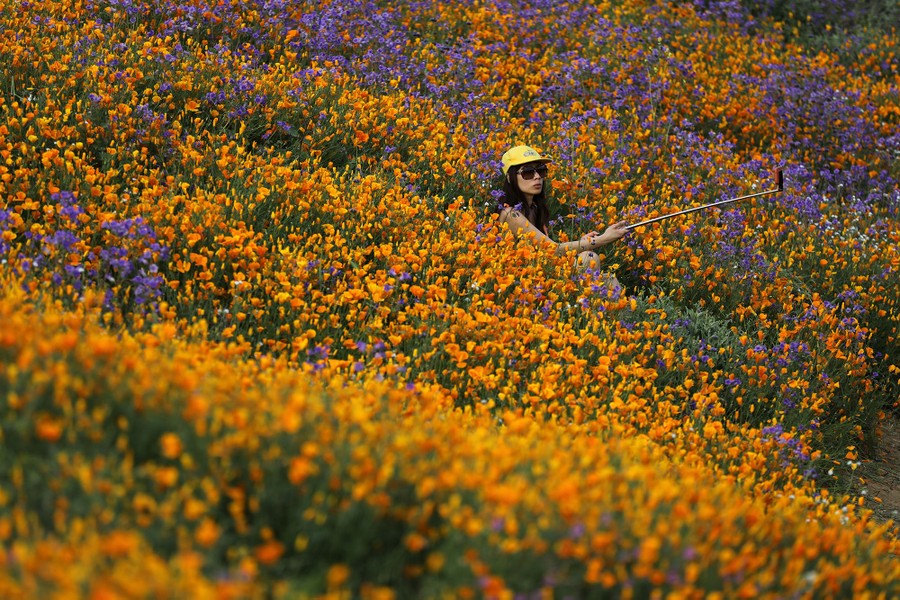 A woman uses a selfie stick in a massive spring wildflower bloom caused by a wet winter in Lake Elsinore, California, on March 14, 2017.
