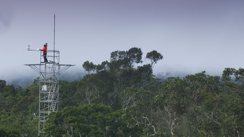 A person stands atop a tower in the Amazon.