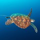 a sea turtle swimming through the ocean, trailing a piece of plastic it likely ingested