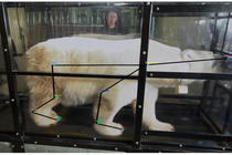 A polar bear walks on a treadmill at the Oregon Zoo