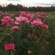 Pink peonies foregrounded alongside a grassy path