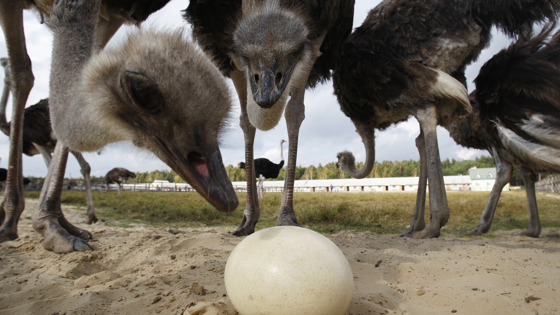 Why Are Bird Eggs Egg-Shaped? - The Atlantic