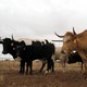 Criollo cows at a ranch