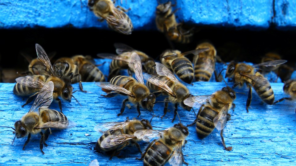 Bees on a blue fence