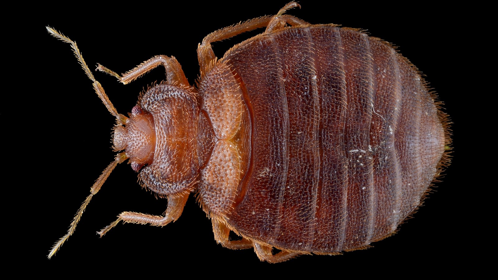 bed bugs close up