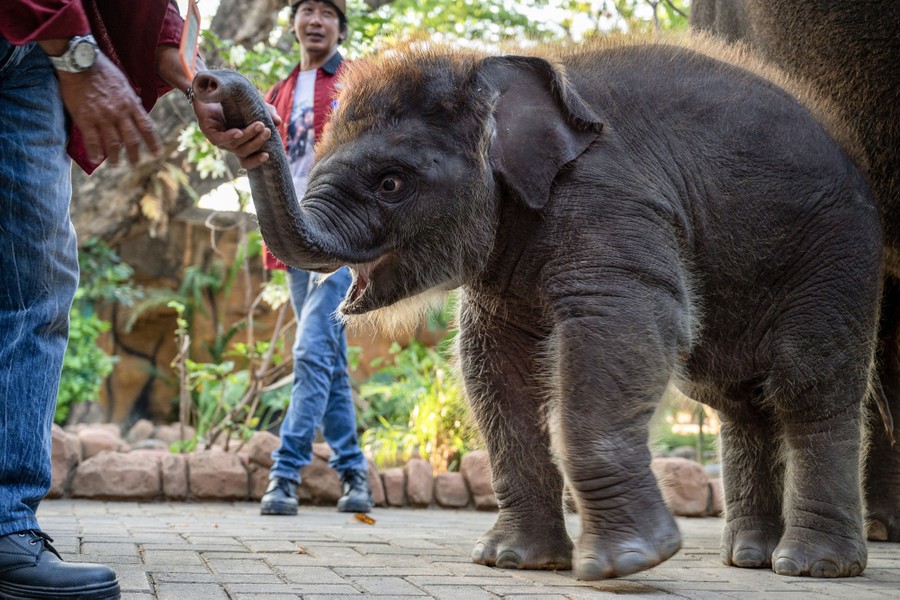 A close view of a small, hairy, three-month-old elephant.