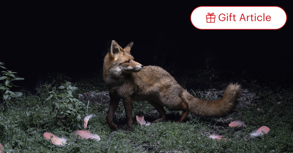 Fox attack store wind jacket midnight