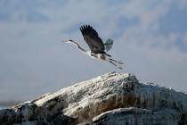 A Great blue heron takes flight on rocks above the Salton Sea near Niland, California.