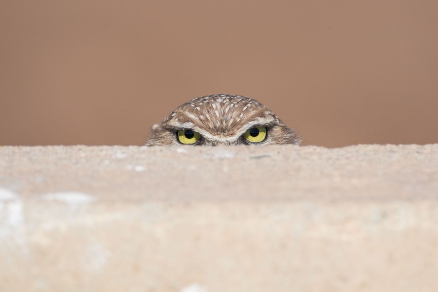 An owl peeks over the edge of a wall.