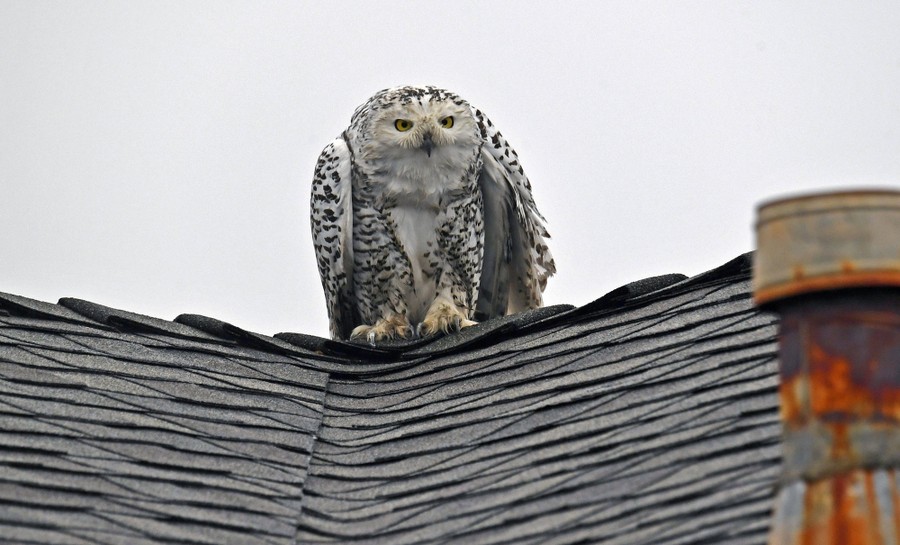 A snowy owl perches on a roof.