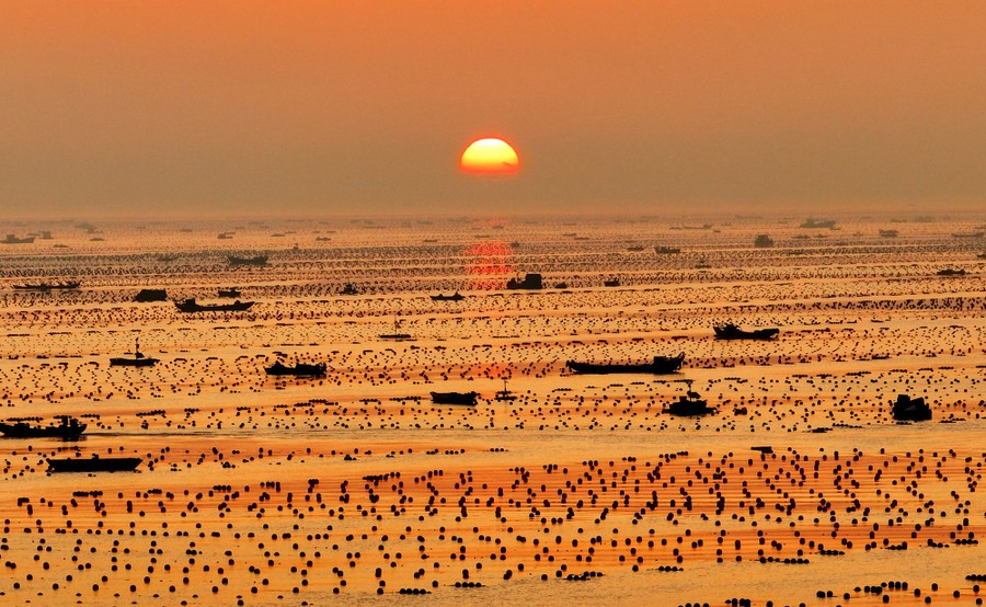 A wide view of many fishing boats and floating lines in a marine ranch beneath a low sun