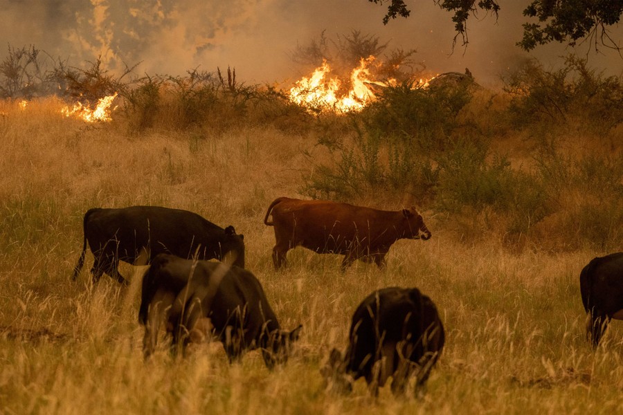 Flames of the Oak Fire creep into a meadow where about five cows are grazing.
