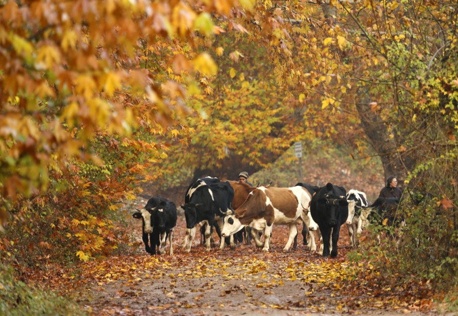 A small herd of cows is walked through a park beneath trees.