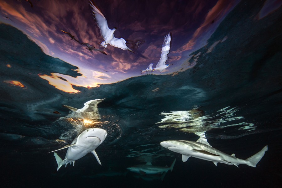 Several sharks swim near the surface, with gulls visible above the water.