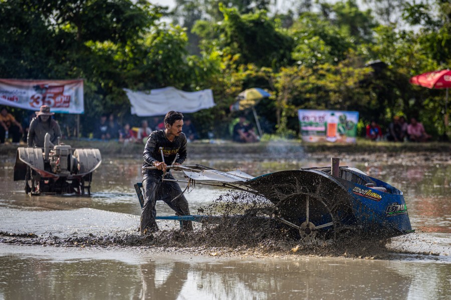 A person races, standing behind a two-wheeled tractor that is pulling him through swampy mud.