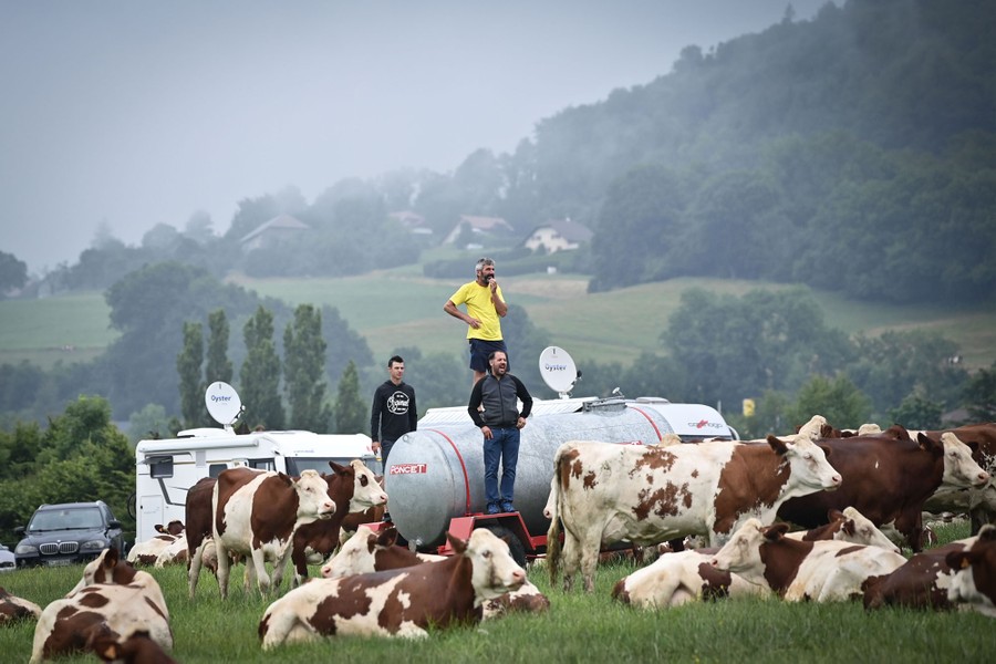 Fans and cows watch cyclists (not in photo) passing.