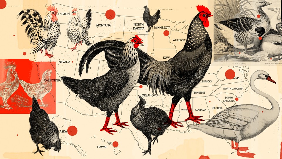 America’s BirdFlu Luck Has Officially Run Out The Atlantic