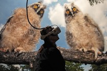 A person uses a virtual-reality headset in front of a large mural of two owls.