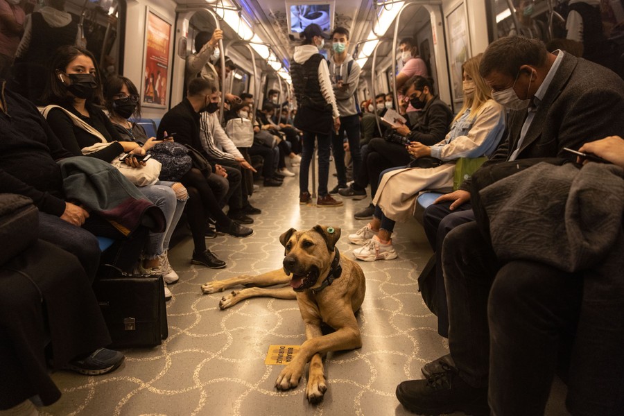 A dog relaxes on the floor of a subway train, as commuters sit nearby.