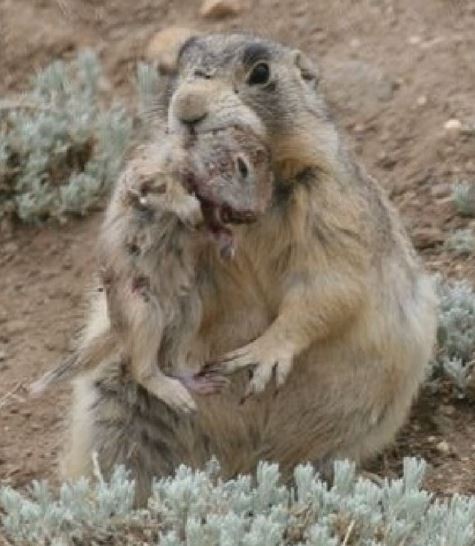 what are prairie dog babies called