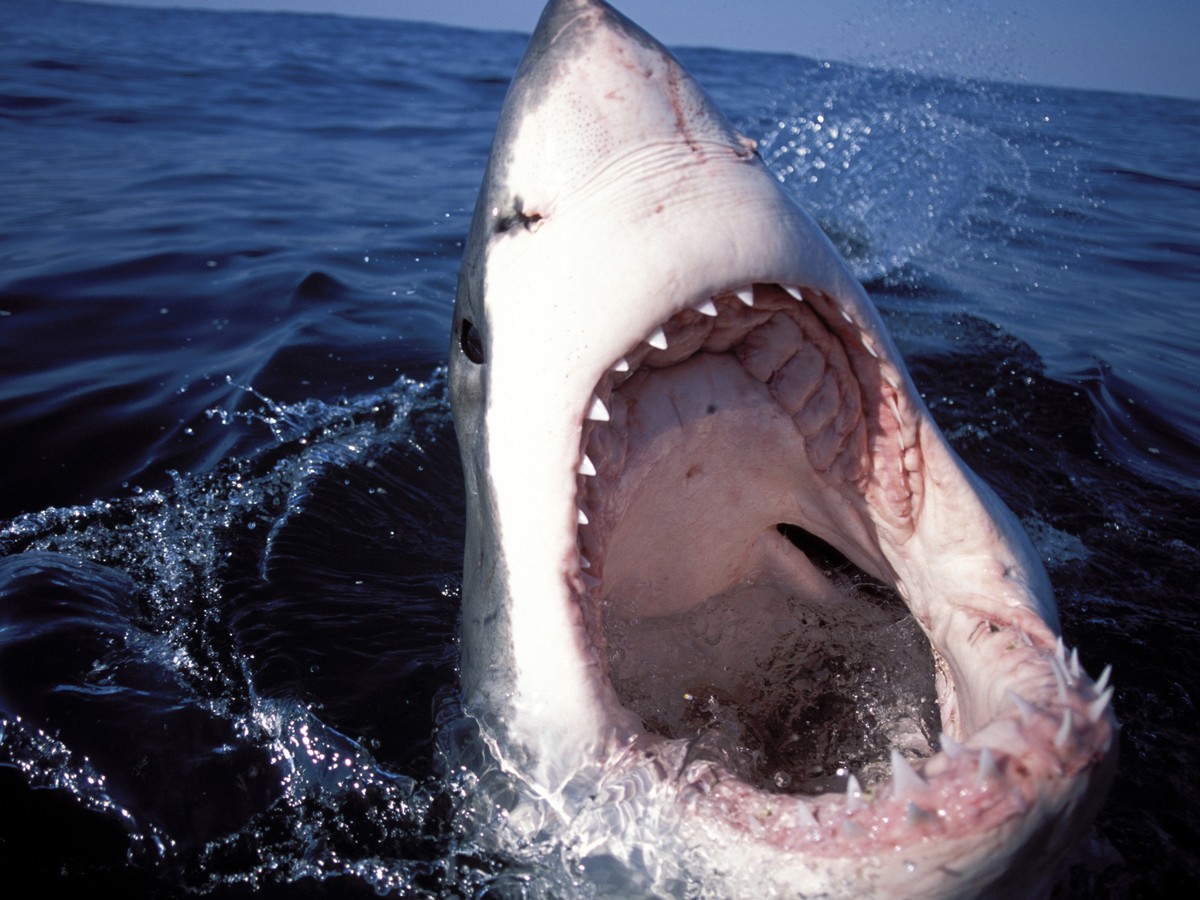 Great White Sharks Like to Hang Out With Each Other When Feasting