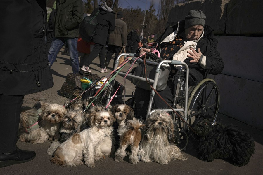 An older woman sits in a wheelchair holding the leashes of at least 6 small dogs.