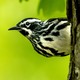 A black-and-white warbler perched sideways on a tree trunk