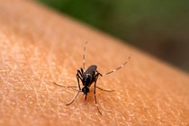 a close-up of a black mosquito with white stripes on human skin