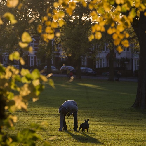 Dog Poo An Environmental Tragedy The Atlantic