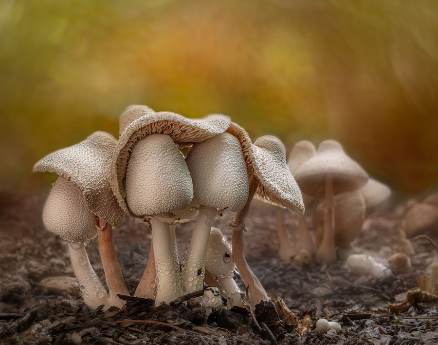 A close view of a cluster of mushrooms