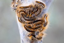 A bunch of fuzzy browntail moth caterpillars with distinctive orange spots