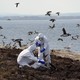 A team of rangers clears deceased birds from Staple Island.