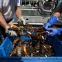 Four gloved hands pull lobsters from a bin.  