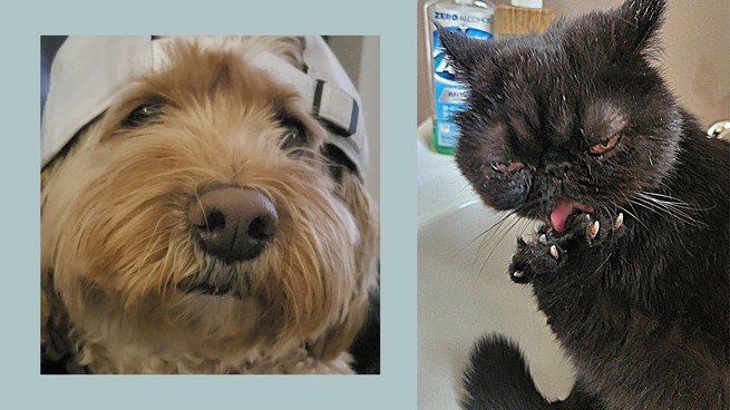 Two side by side photos of a blond cockapoo and a black catch grooming its paw