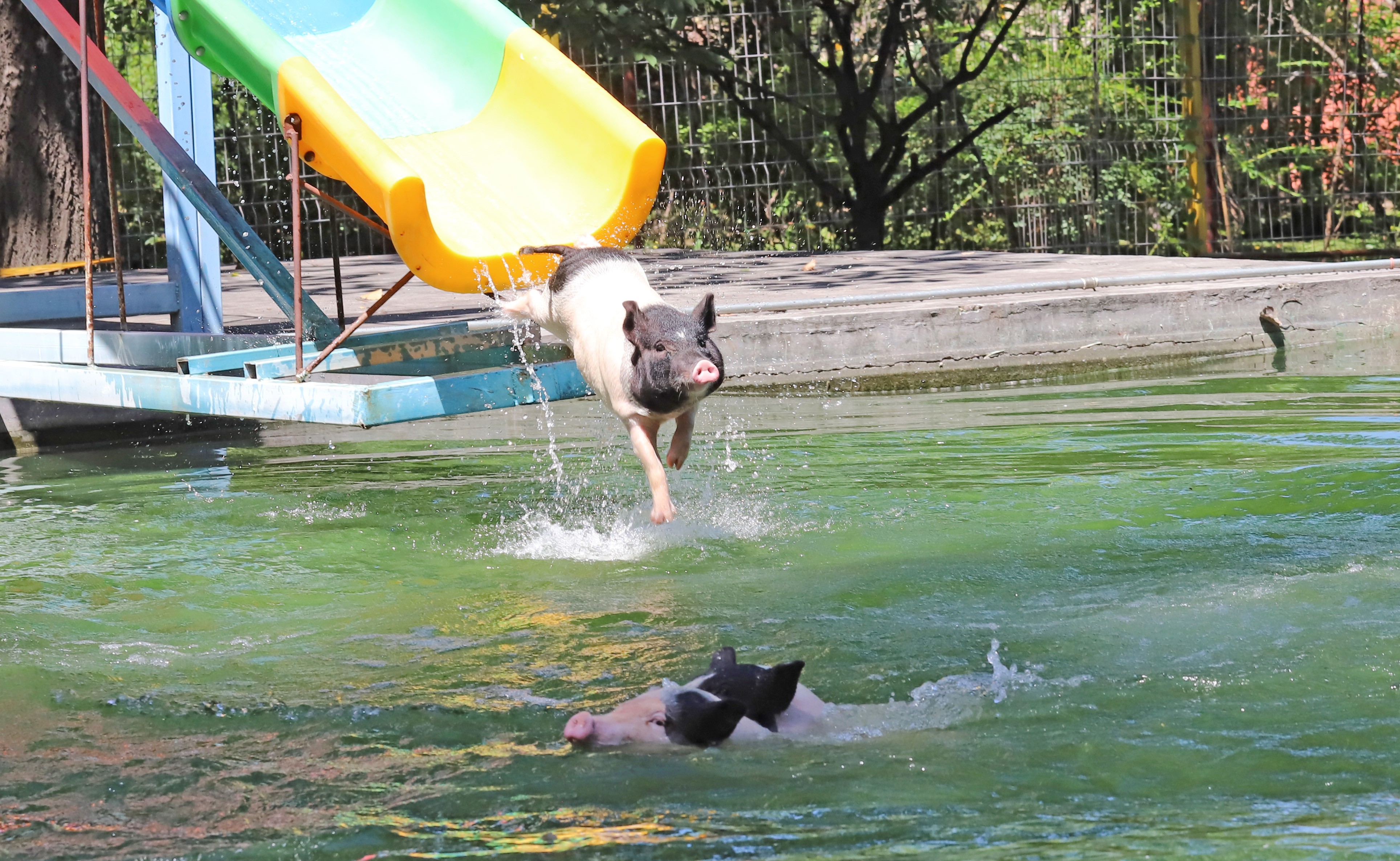 A pig leaps from a water slide into a pond.