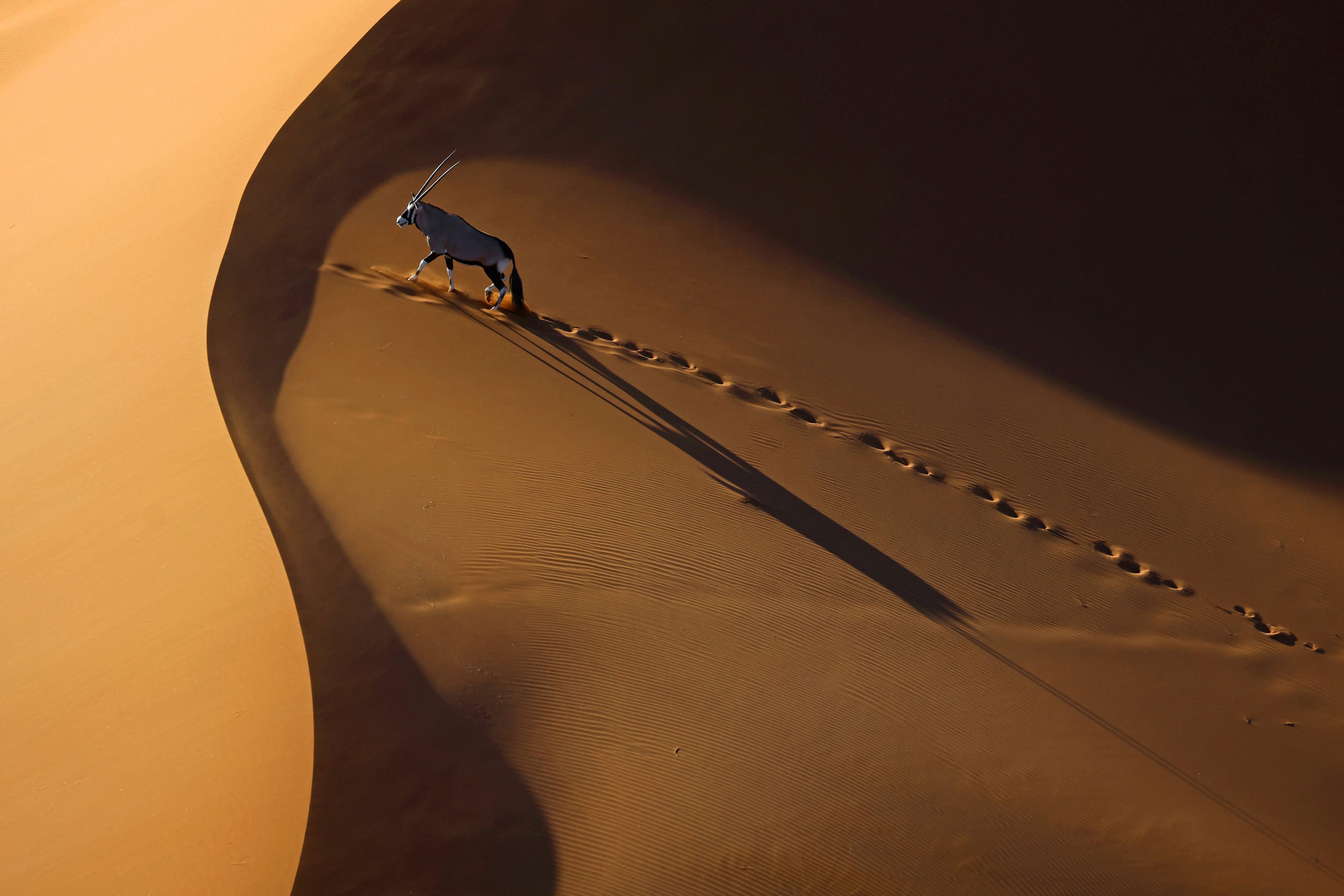 A single oryx walks across a sand dune, leaving hoof prints, dramatically lit by low sunlight.