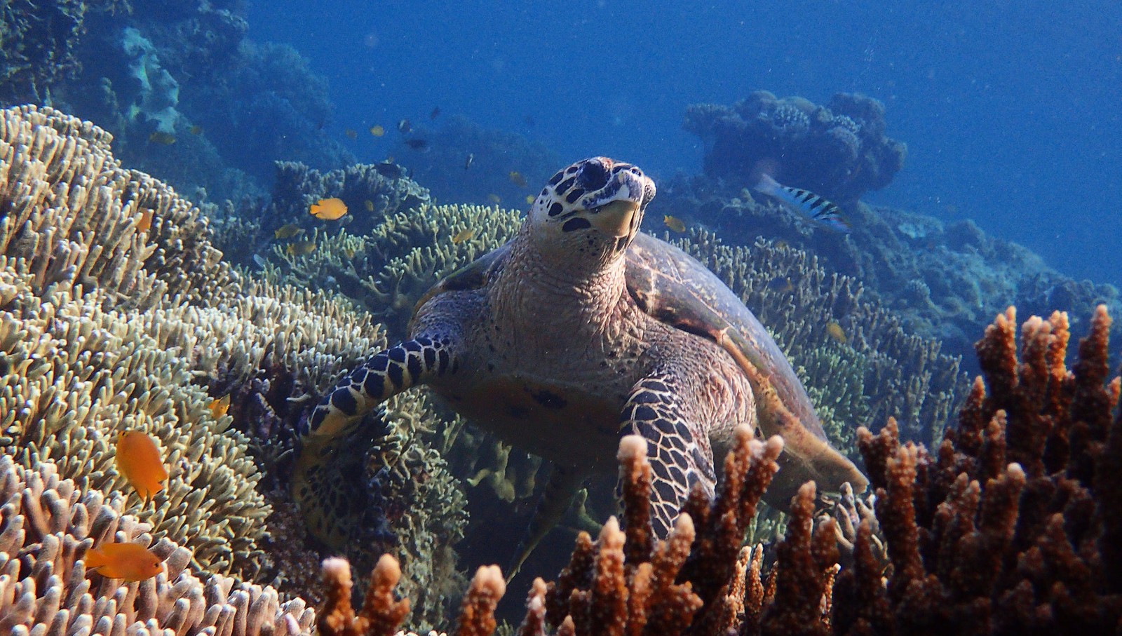 A sea turtle rests on a coral reef.