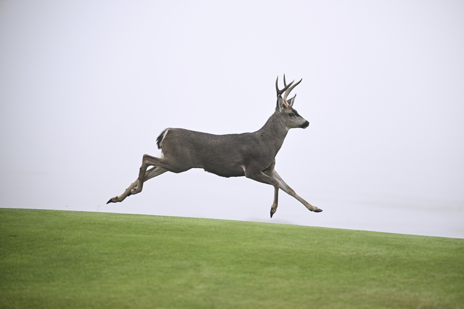 A deer runs across a golf course.