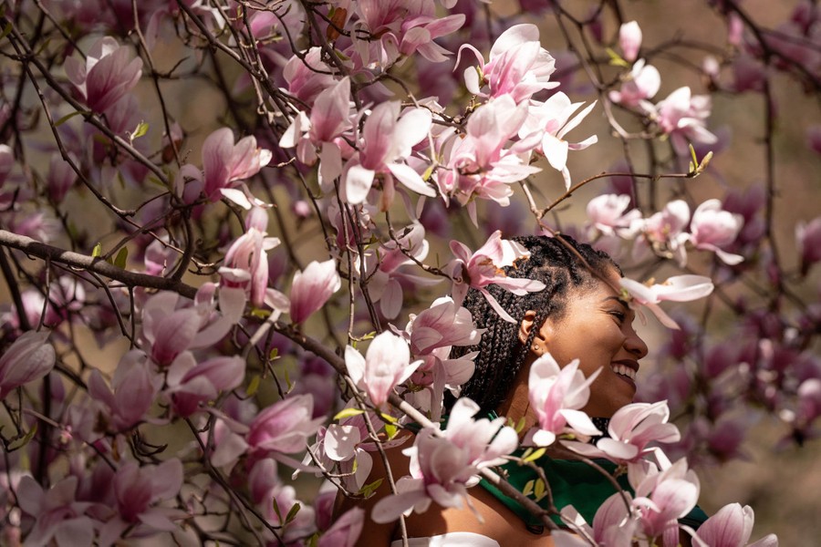 A woman stands among the flowers of a blooming tree in a park.