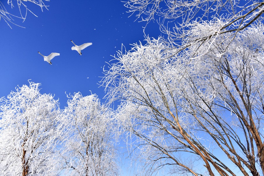 Two swans fly above ice-covered tree branches.